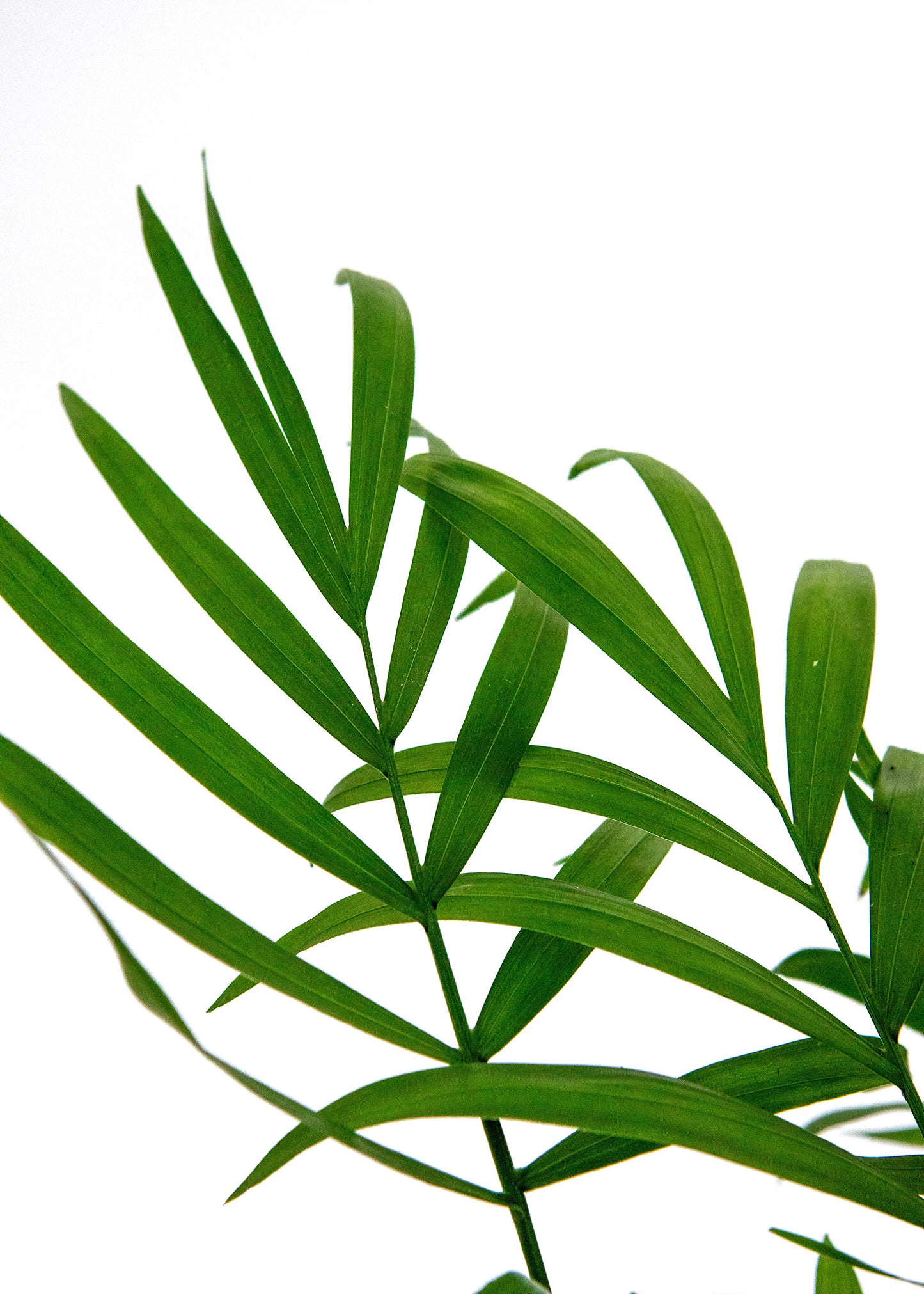 Chamaedorea elegans / 'Parlour Palm'