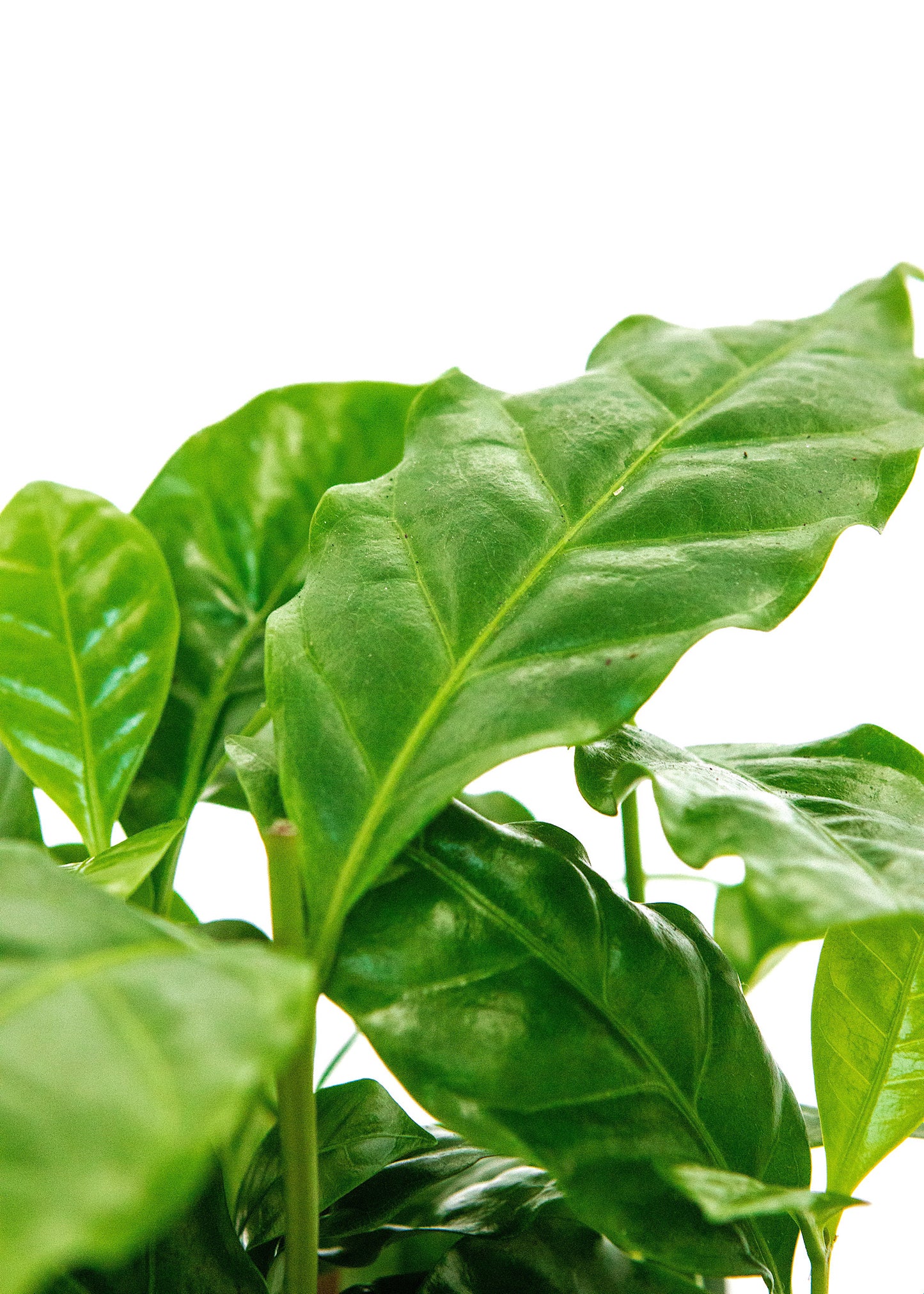 Coffea arabica / 'Coffee plant'
