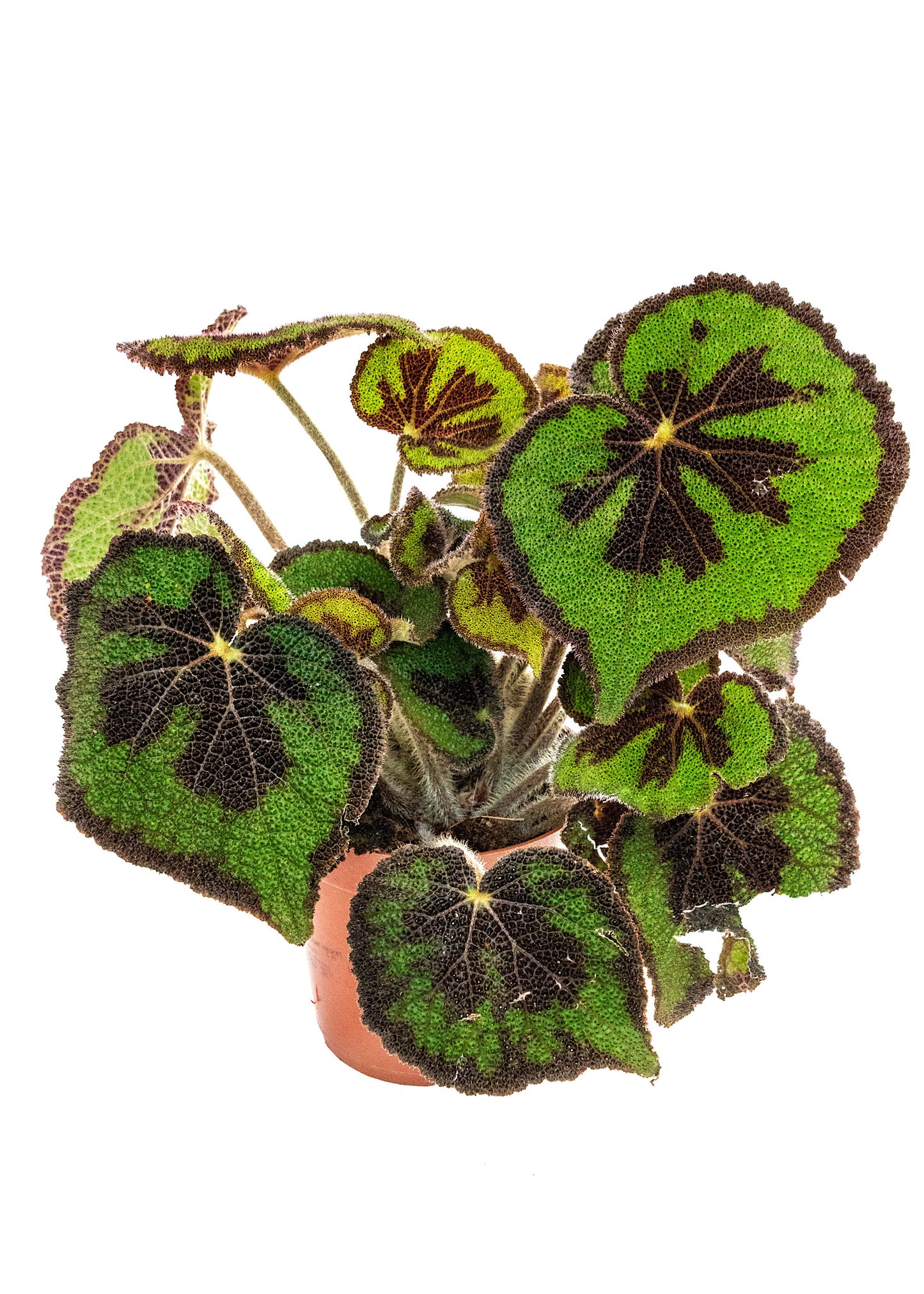 Begonia masoniana / 'Iron Cross Begonia'