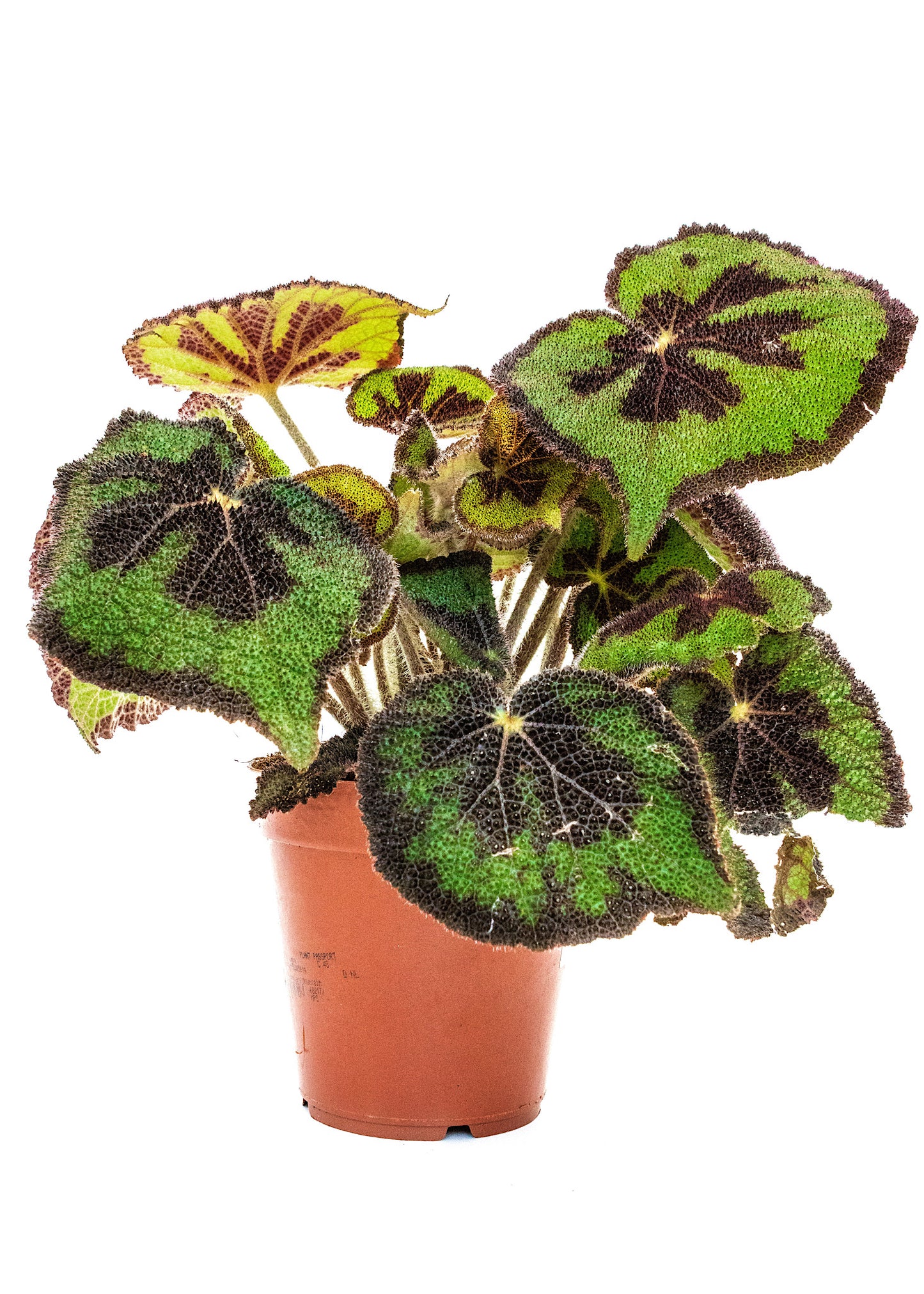Begonia masoniana / 'Iron Cross Begonia'