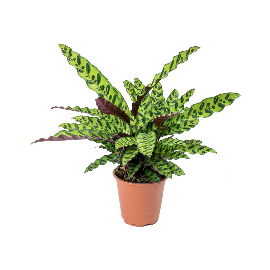 Calathea iancifolia / 'Rattlesnake Plant'