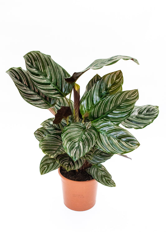 Calathea sanderiana / 'Ornata Pin Stripe'
