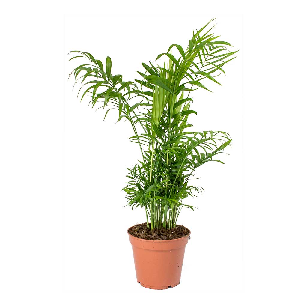 Chamaedorea elegans / 'Parlour Palm'