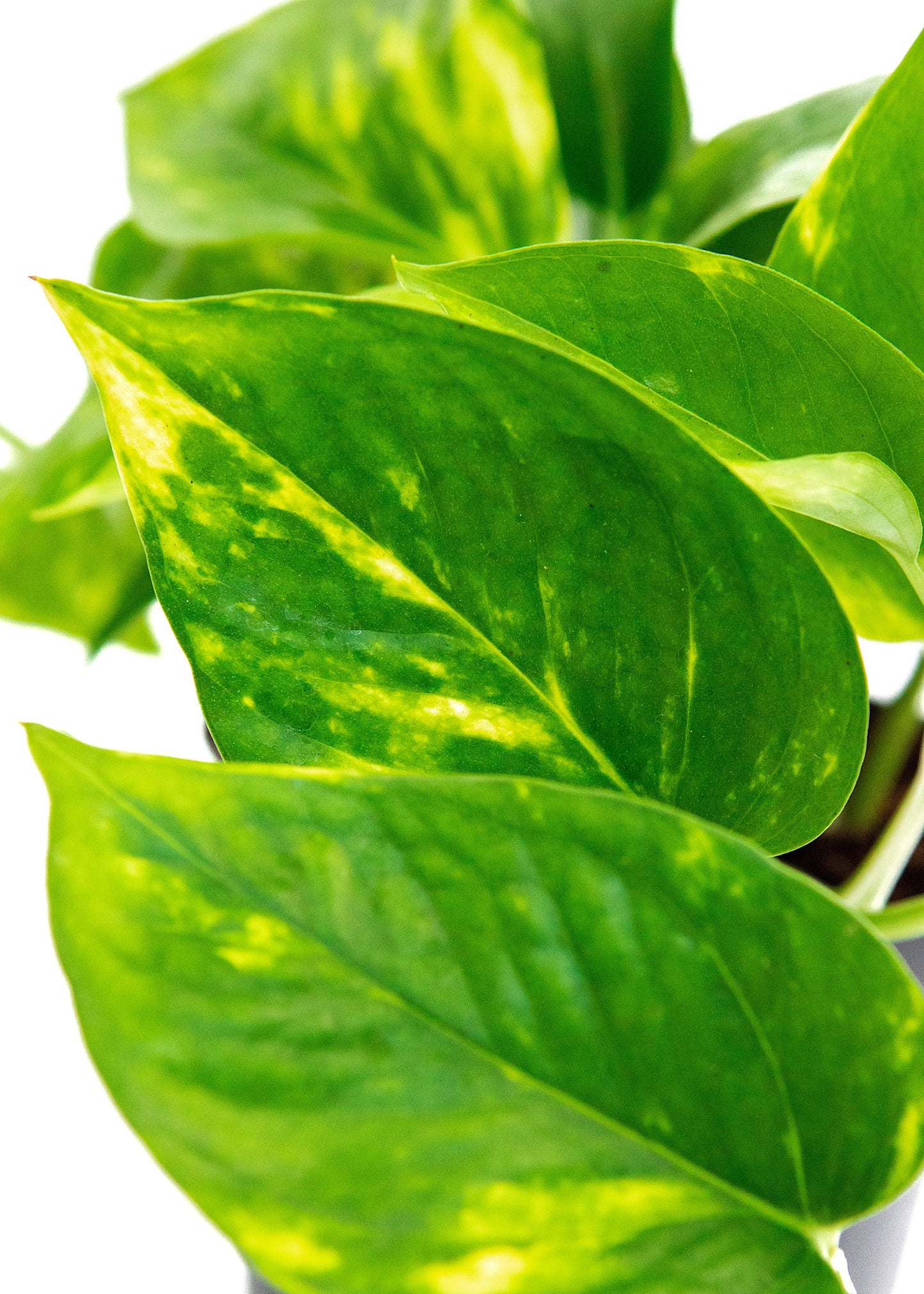 Epipremnum aureum / 'Golden Pothos'