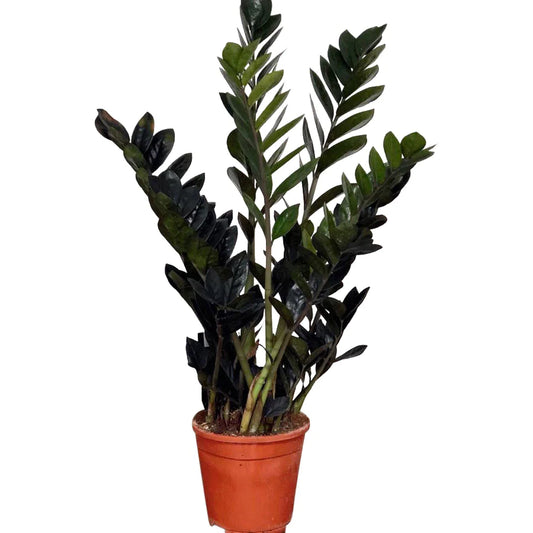 Zamioculcas zamiifolia / 'ZZ Raven'