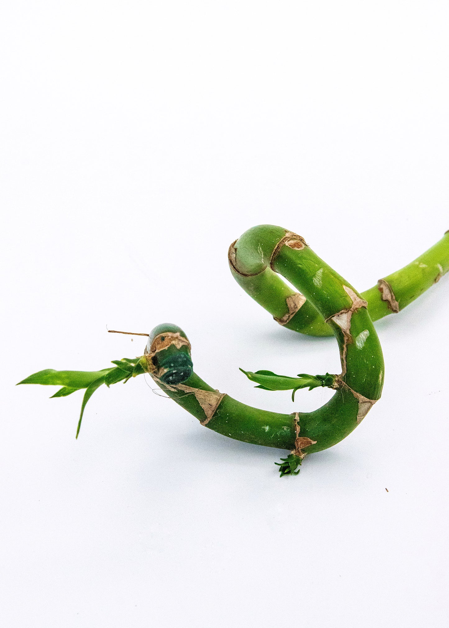Dracaena sanderiana / 'Lucky Bamboo Stem'