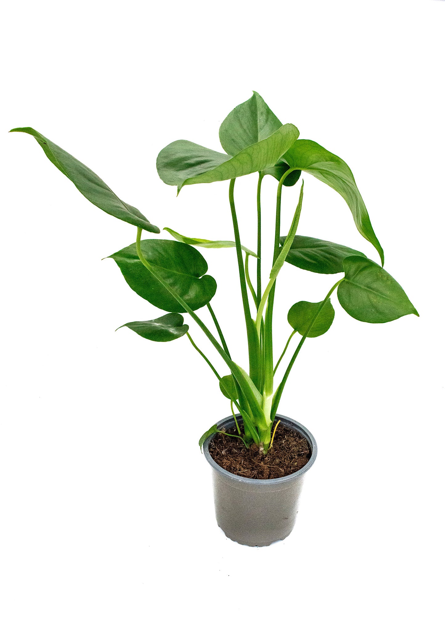 Monstera deliciosa / 'Swiss Cheese Plant'