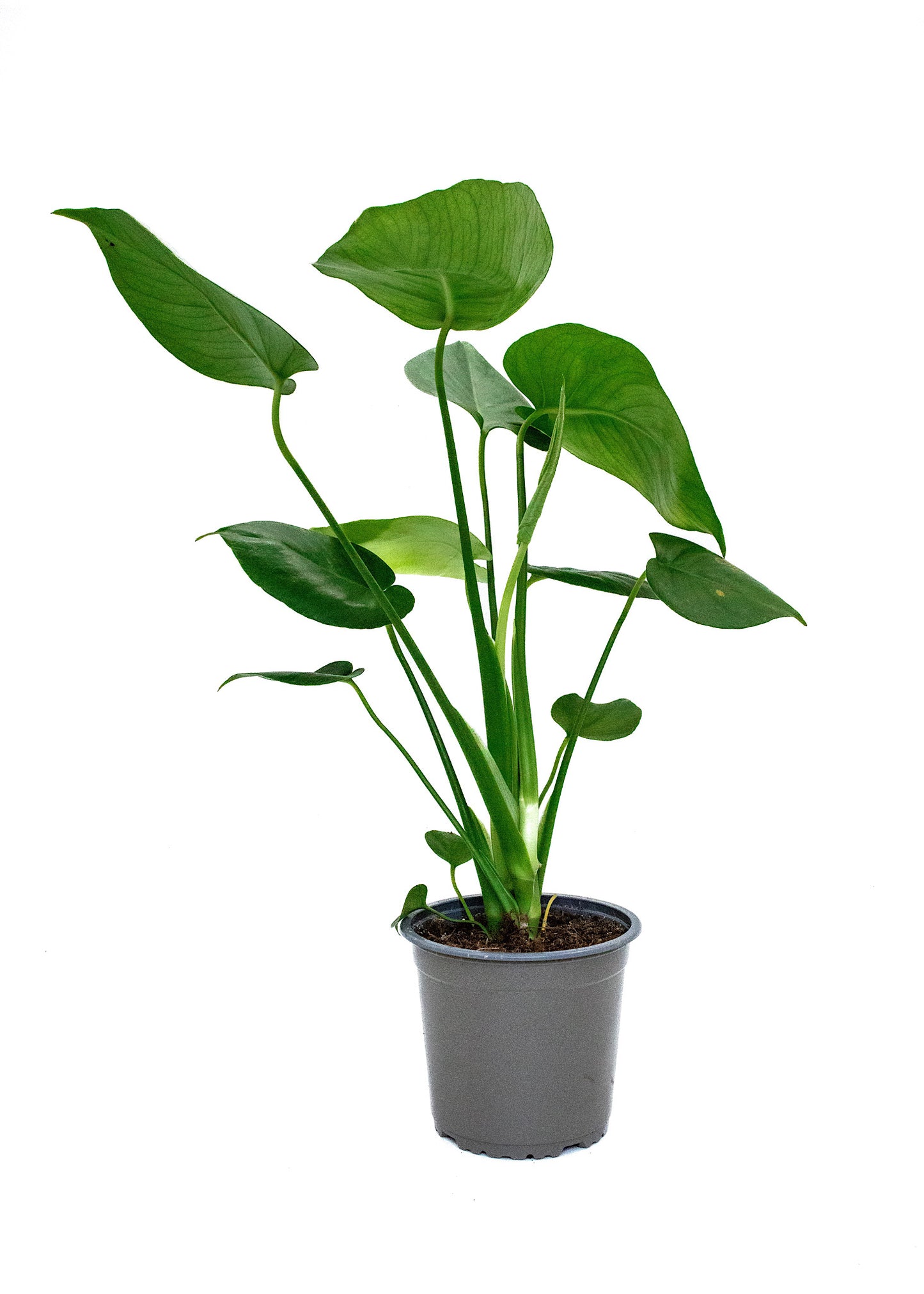 Monstera deliciosa / 'Swiss Cheese Plant'