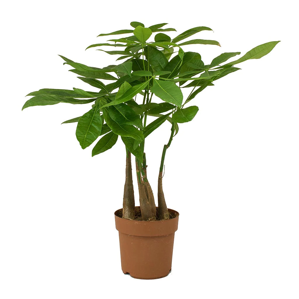 Pachira aquatica / 'Money Tree'
