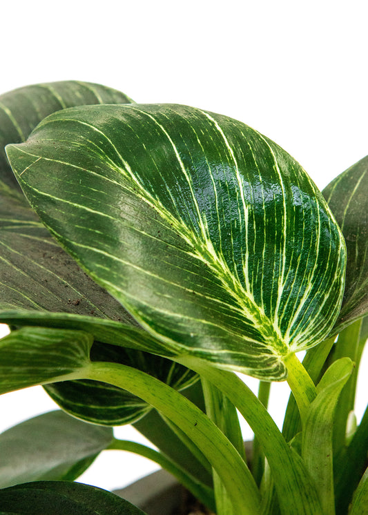 Philodendron birkin / 'White Wave'