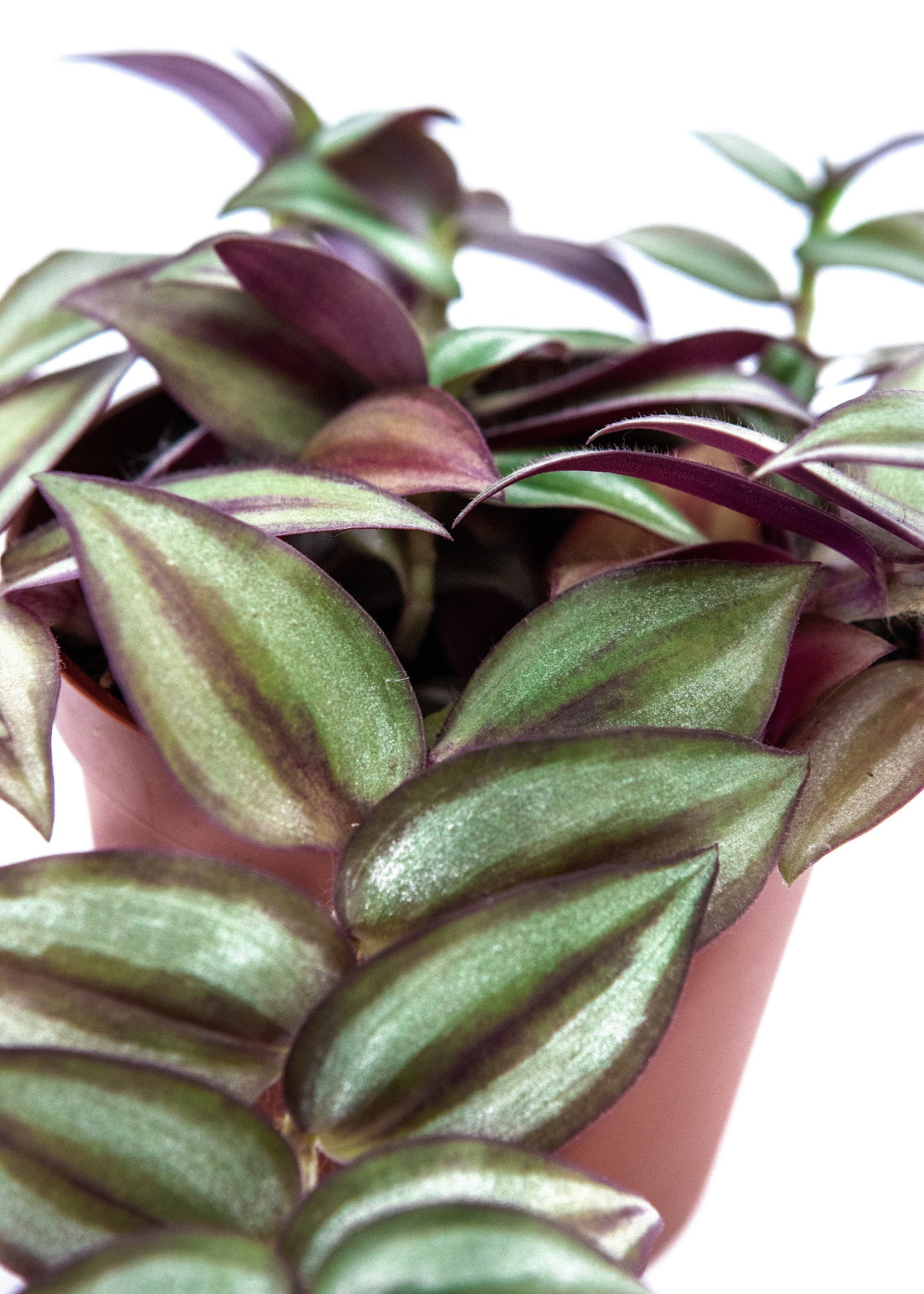 Tradescantia zebrina / 'Inch Plant'