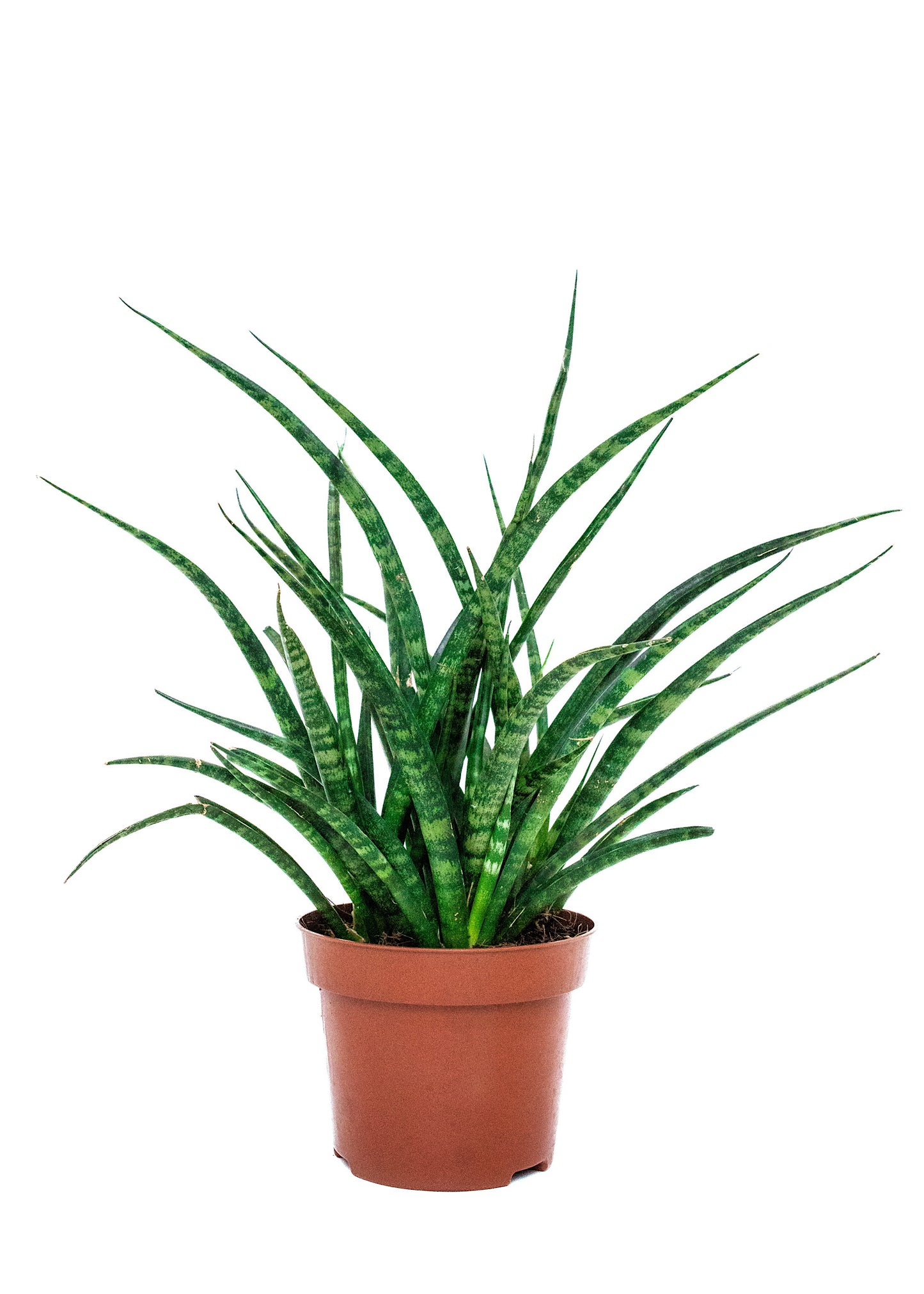 Sansevieria fernwood mikado / 'Snake Plant'