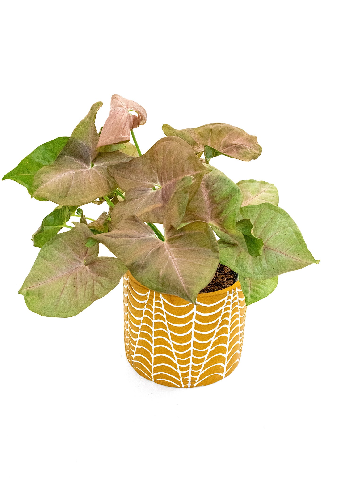 Syngonium robusta / 'Neon Robusta'