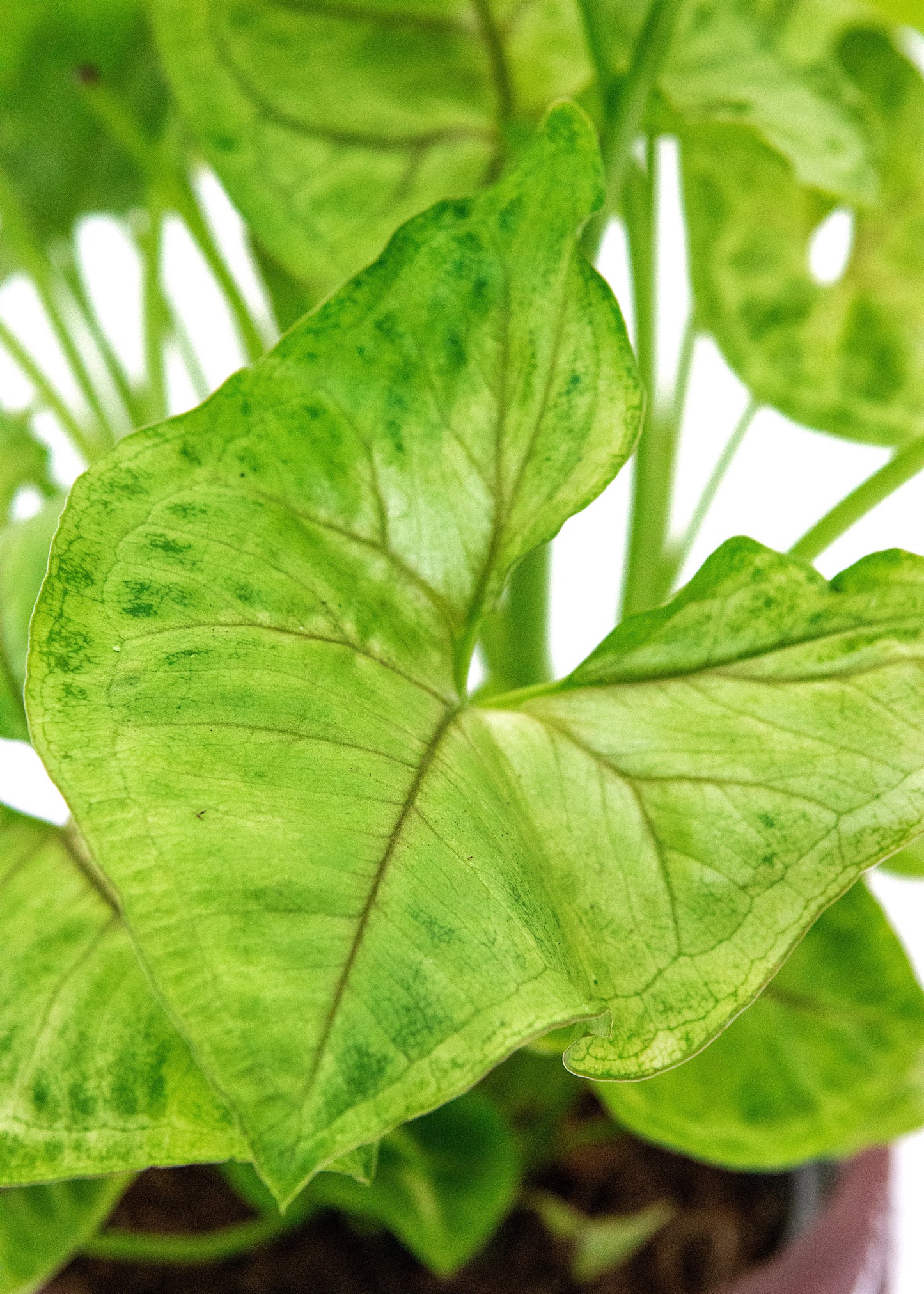 Syngonium podophyllum / 'Golden Green'