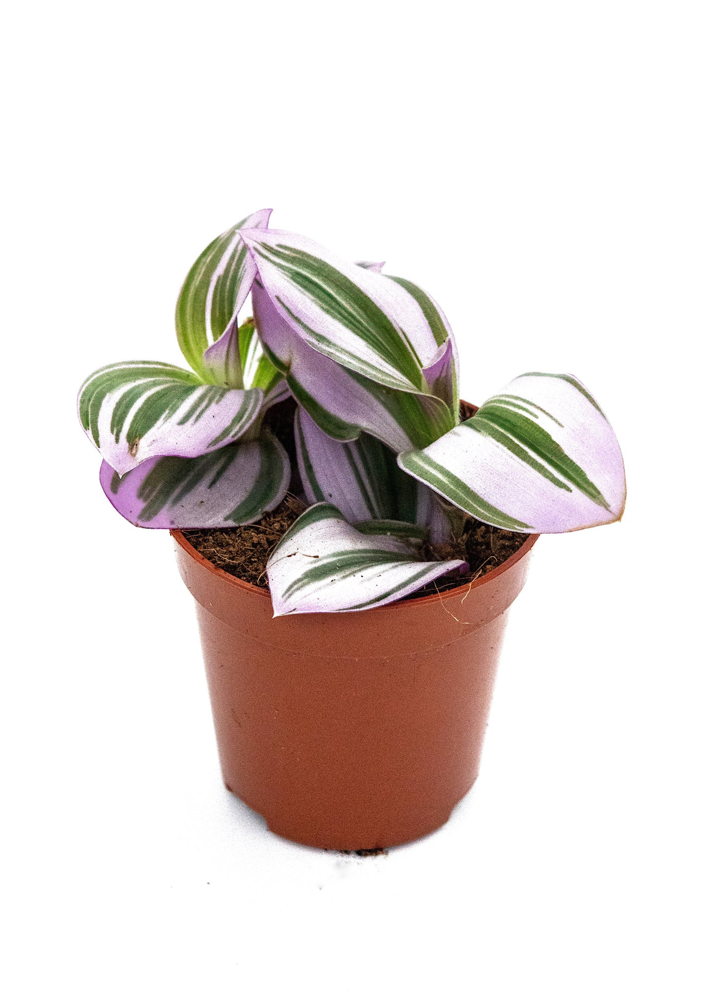 Tradescantia cerinthoides / 'Nanouk'