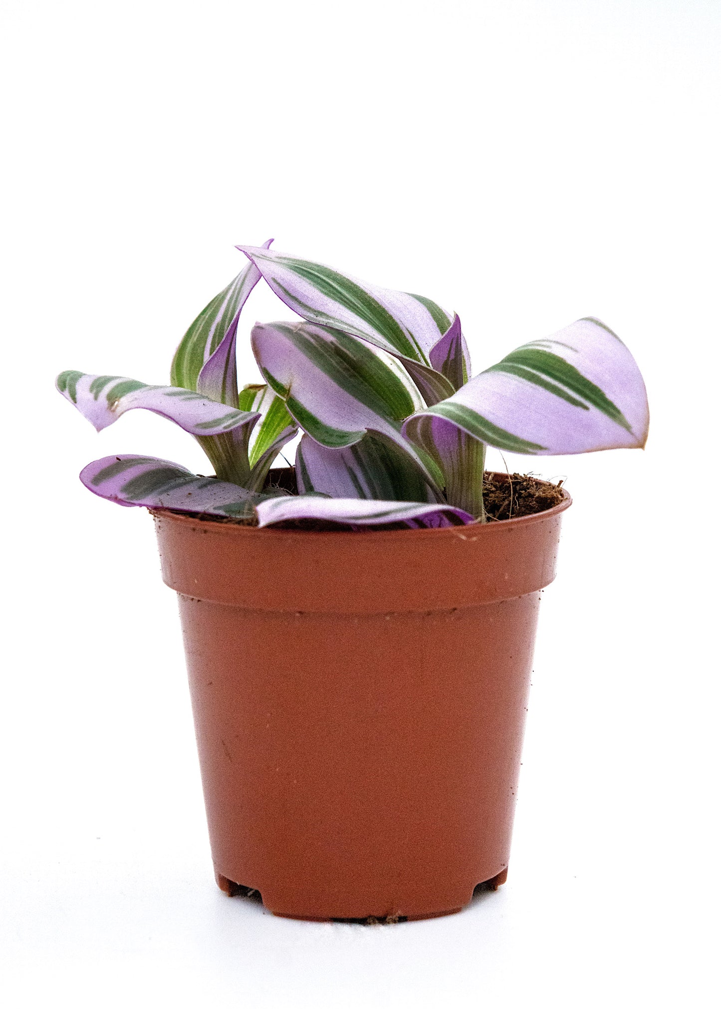 Tradescantia cerinthoides / 'Nanouk'