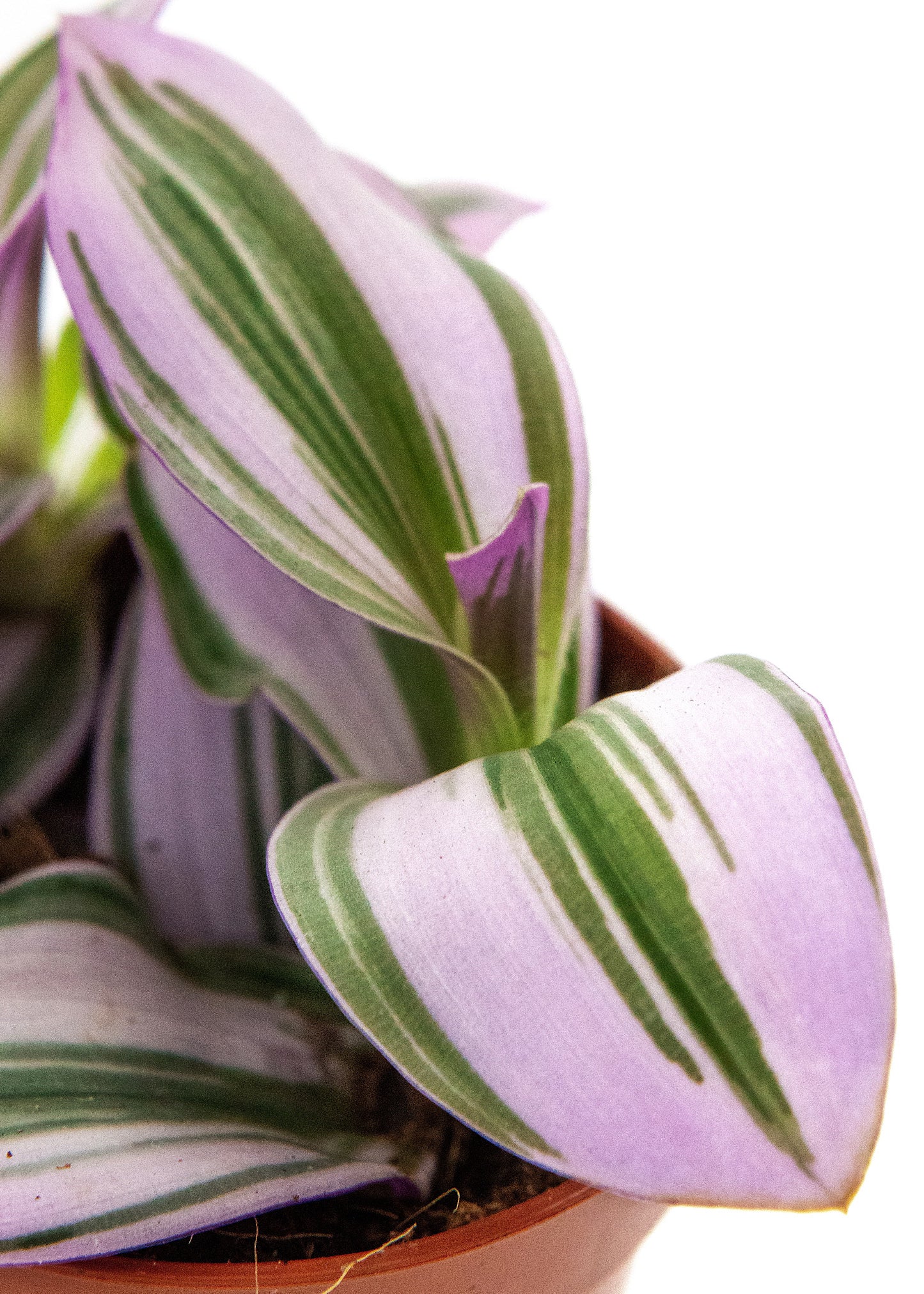 Tradescantia cerinthoides / 'Nanouk'