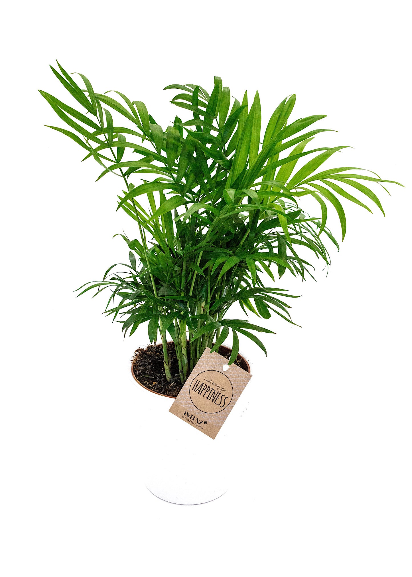 Chamaedorea elegans / 'Parlour Palm'