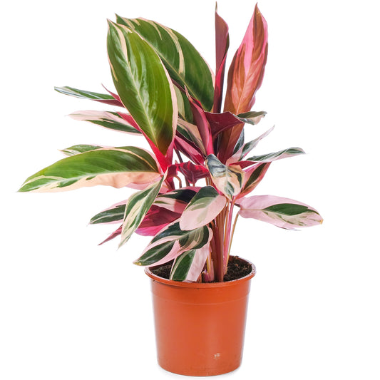 Stromanthe sanguinea / 'Calathea Triostar'