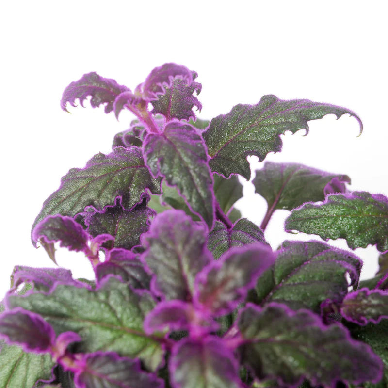 Gynura auranti / 'Purple Passion'