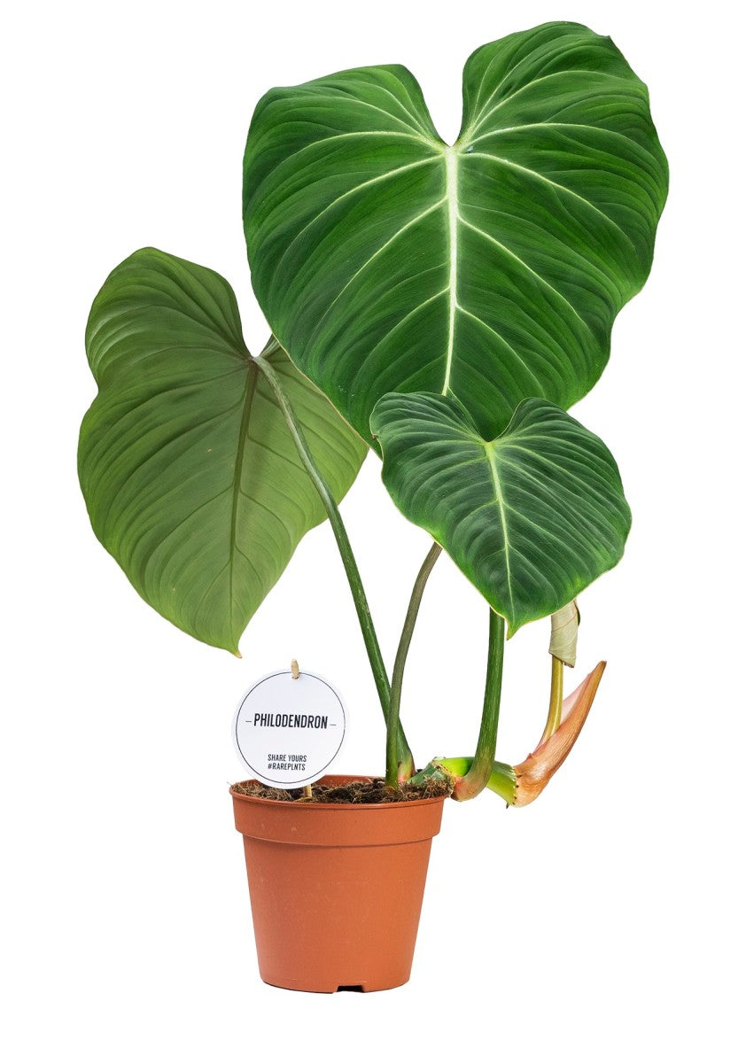 Philodendron gloriosum / 'Creeping Velvet'