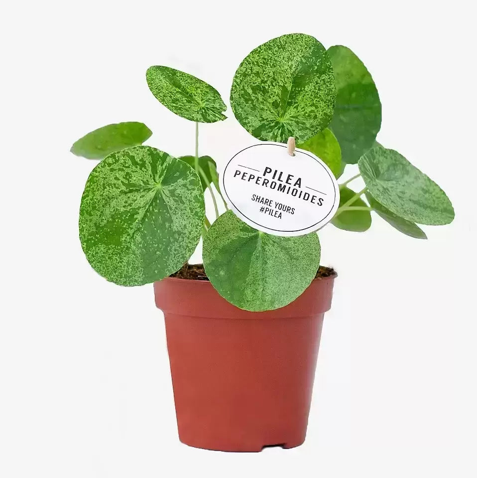 Peperomioides pilea Mojito / 'Chinese Money Plant Variegated'