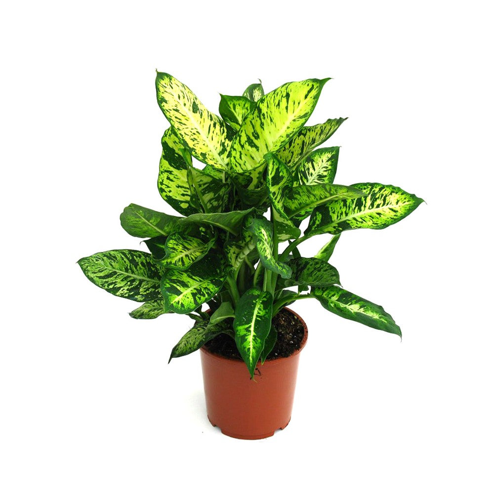 Diffenbachia / 'Leopard Lily'