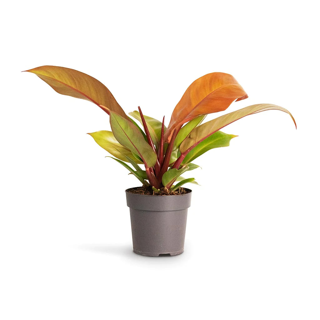 Philodendron erubescens / 'Prince of Orange'