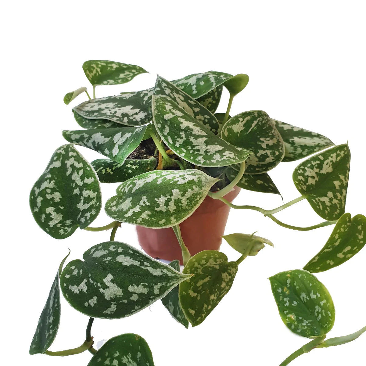 Scindapsus pictus / 'Satin Pothos'