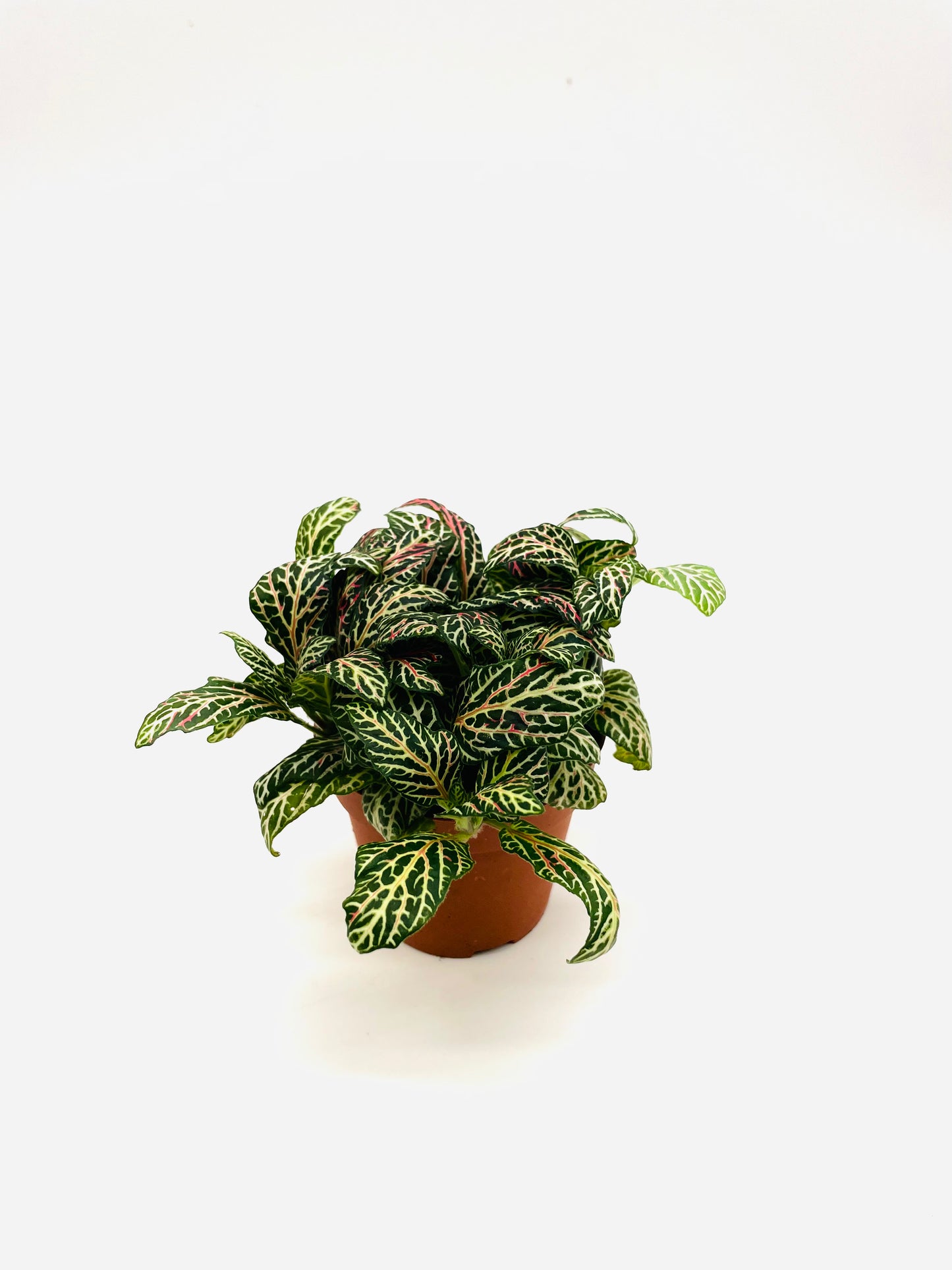 Fittonia albivenis / 'White Angel'