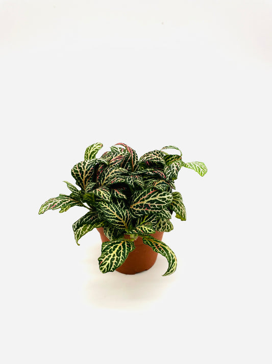 Fittonia albivenis / 'White Angel'