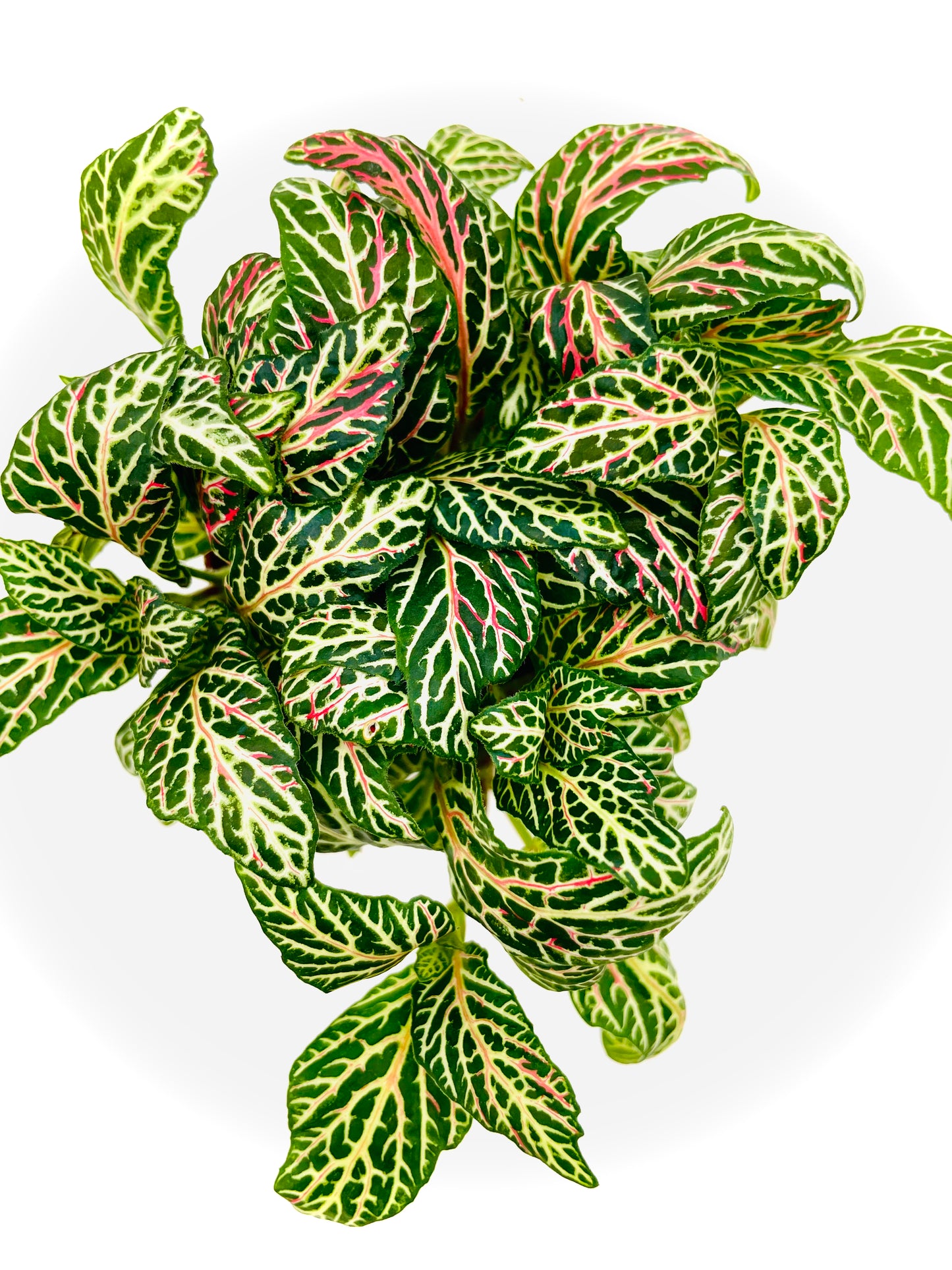 Fittonia albivenis / 'White Angel'