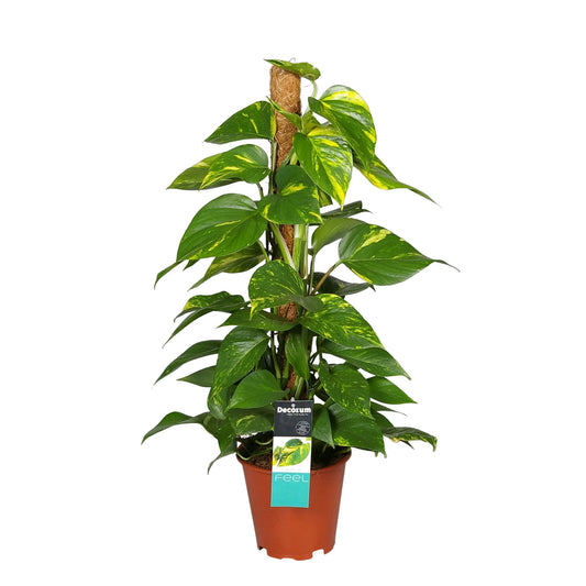 Scindapsus epipremnum 'Aureum' / 'Devil's Ivy' (incl. moss pole)
