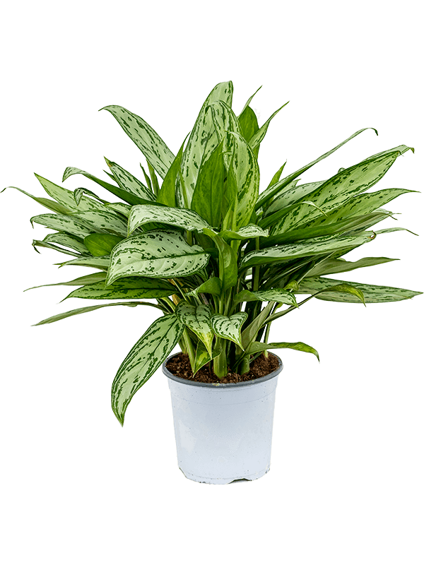 Aglaonema Silver Bay