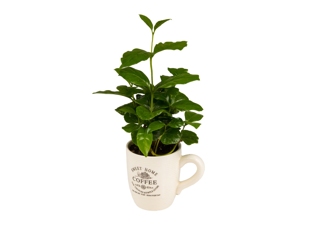 Coffea arabica / 'Coffee plant'