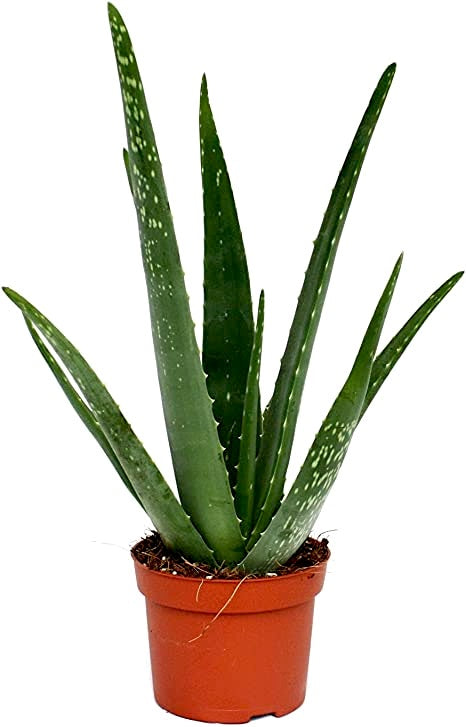 Aloe barbadensis / 'Aloe Vera'