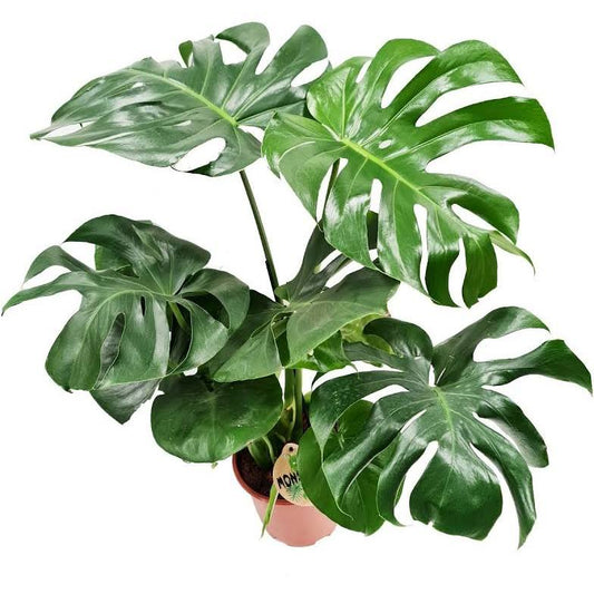 Monstera deliciosa / 'Swiss Cheese Plant'