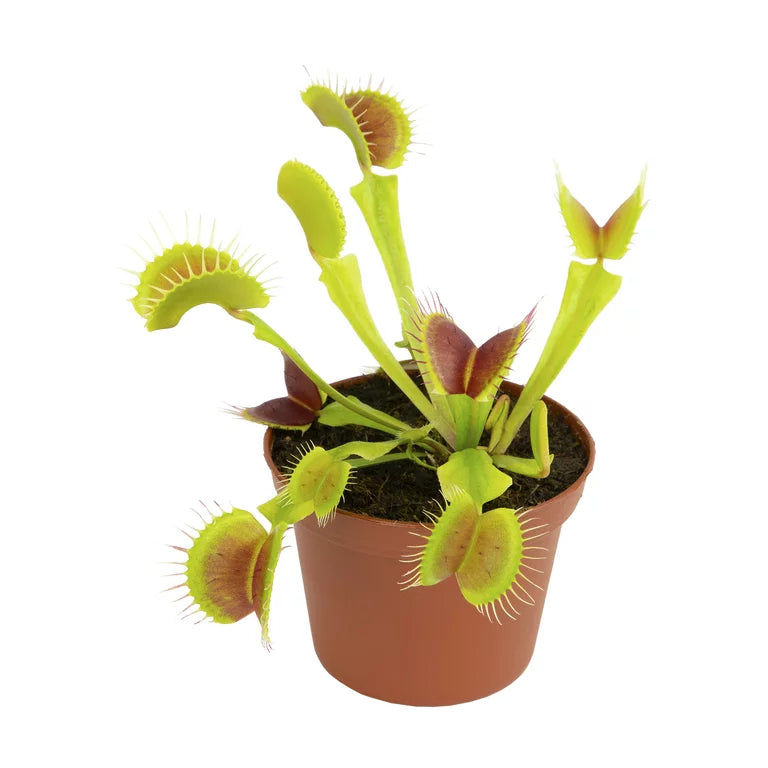 Dionaea muscipula / 'Venus Fly Trap'