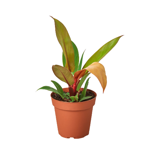 Philodendron erubescens / 'Prince of Orange'