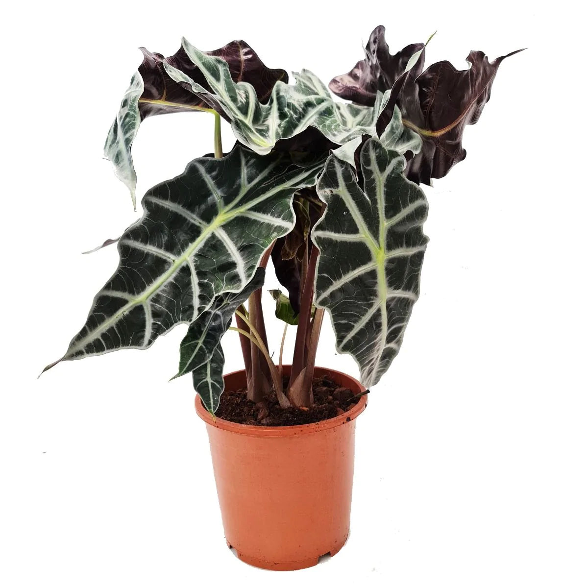 Alocasia x amazonia 'Polly' / 'Elephant Ear'
