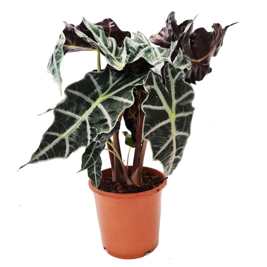 Alocasia x amazonia 'Polly' / 'Elephant Ear'