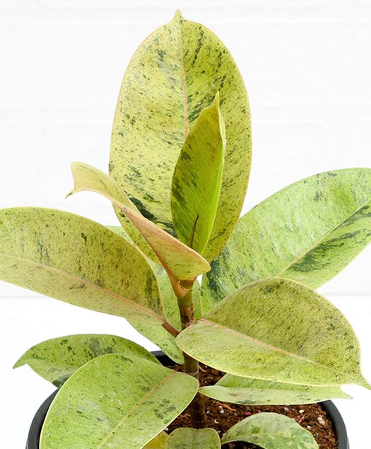 Ficus shivereana moonshine / 'Moonshine Rubber Plant'