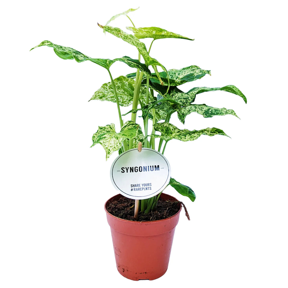 *Rare* Syngonium podophyllum / 'Syngonium Mottled'