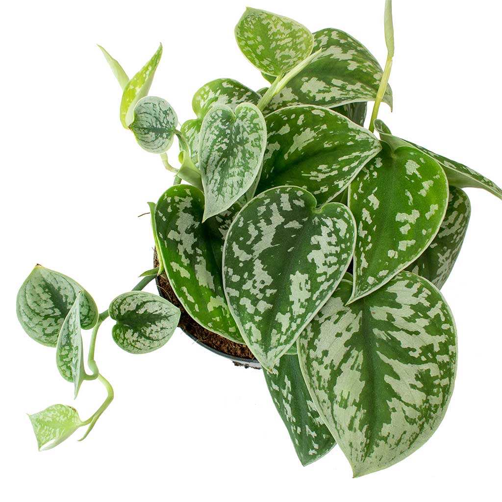 Scindapsus pictus / 'Satin Pothos'