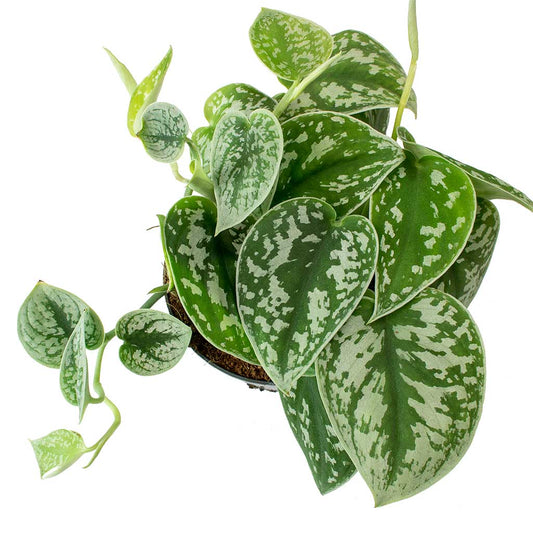 Scindapsus pictus / 'Satin Pothos'