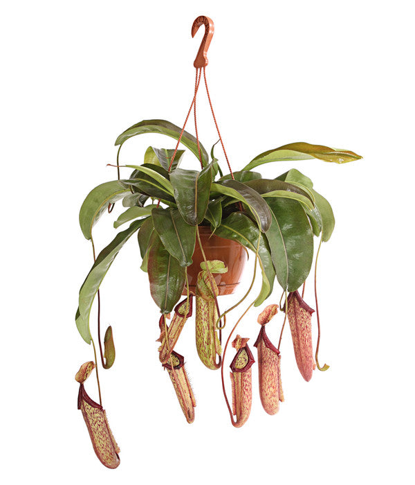 Nepenthes / 'Monkey Cup Plant'
