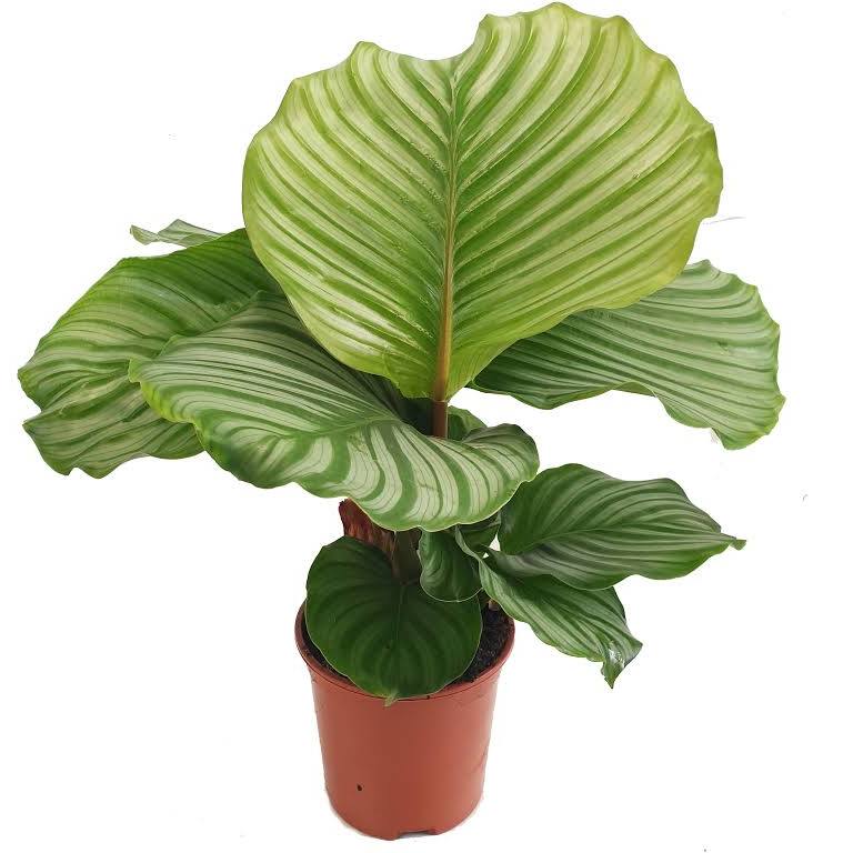 Calathea orbifolia / 'Round-leaved Calathea'