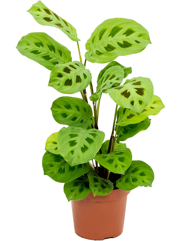 Green Maranta Leuconeura