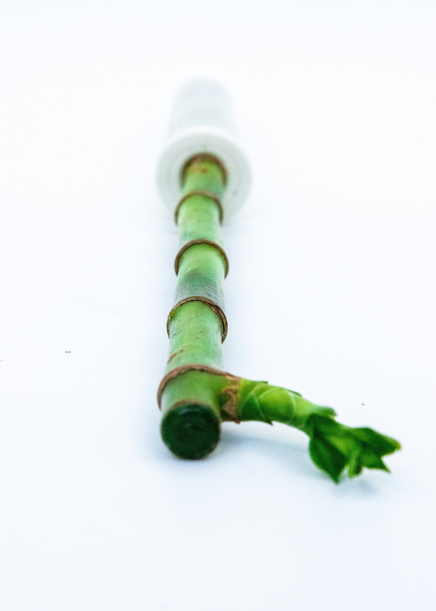 Dracaena sanderiana / 'Lucky Bamboo Stem'