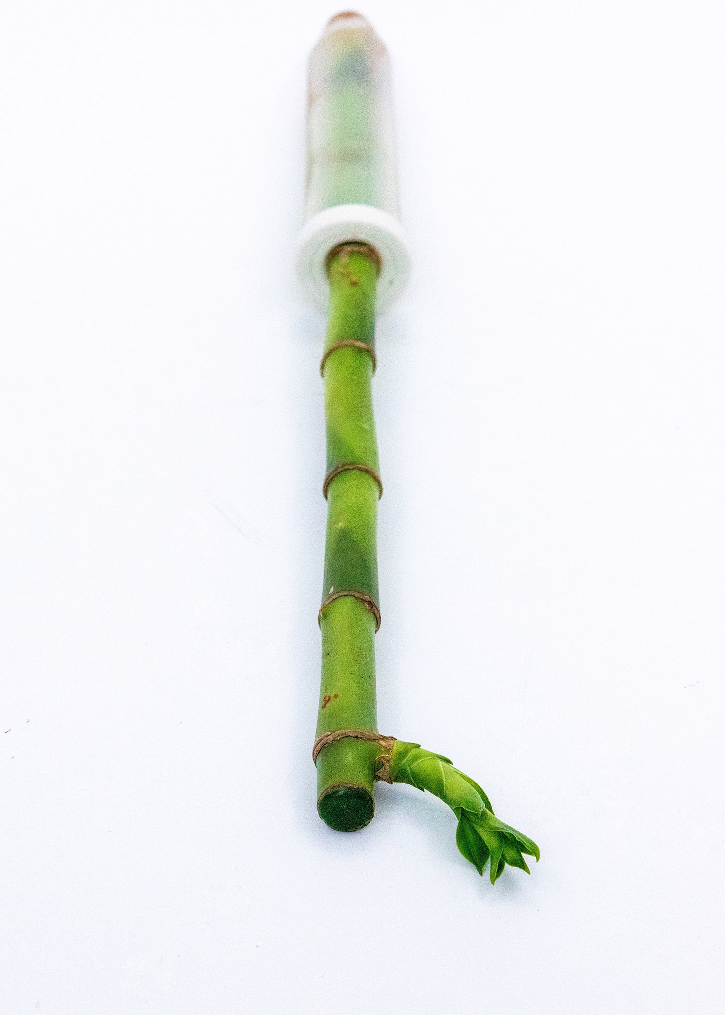 Dracaena sanderiana / 'Lucky Bamboo Stem'